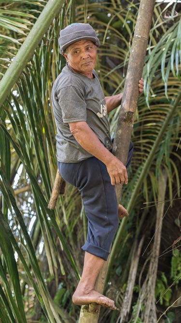 Suger Palm harvester